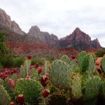 green cactus by rocky mountain during daytime