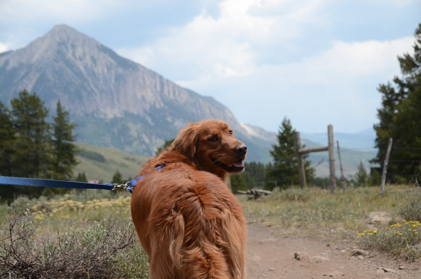 golden retriever on green grass field during daytime