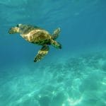 turtle underwater
